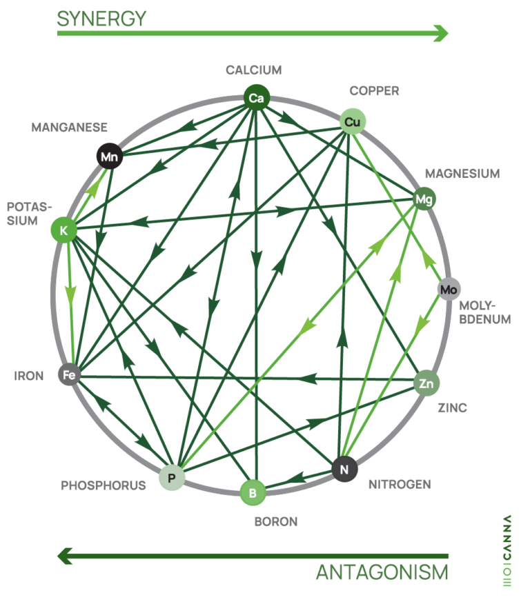 Mulder's chart: LIBERA HERBA