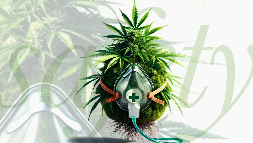 Cannabis grow smart stay safe guide